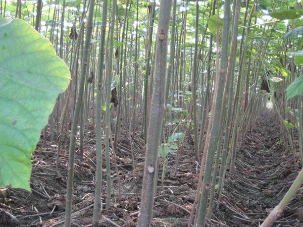 泡桐樹圖片泡桐樹基地實拍