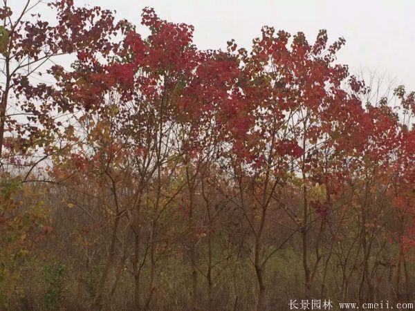 山烏桕圖片山烏桕苗木基地實拍