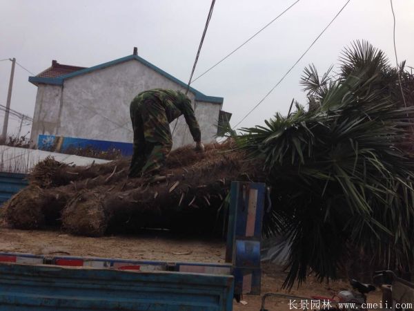 棕櫚圖片棕櫚樹基地實拍