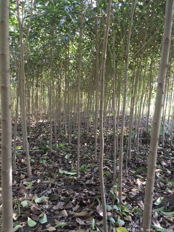 高桿女貞圖片高桿女貞基地實拍