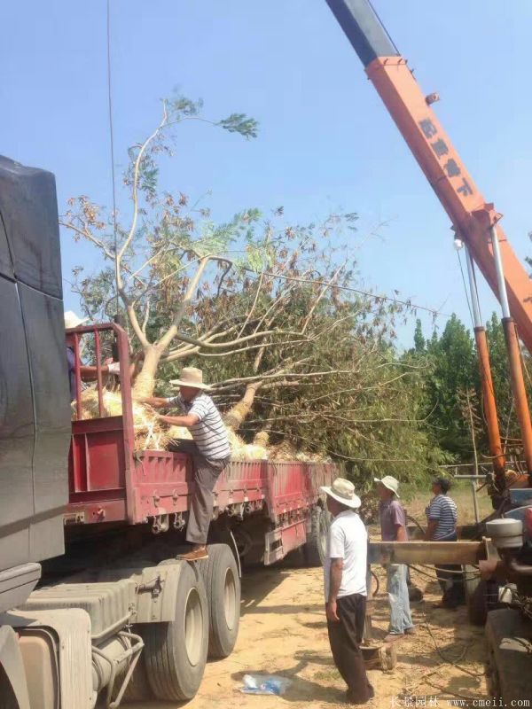 合歡樹圖片合歡樹基地實(shí)拍