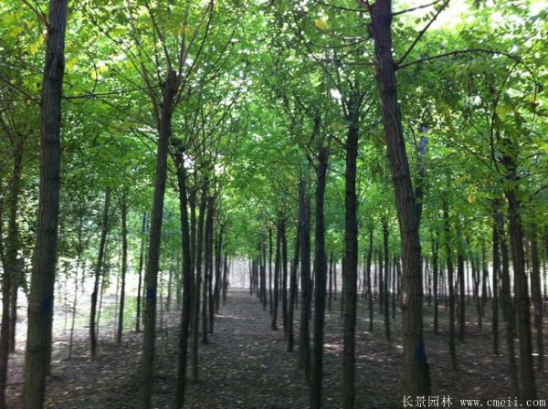 刺槐圖片刺槐基地實(shí)拍