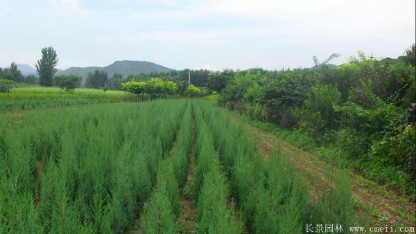 刺松圖片基地實拍