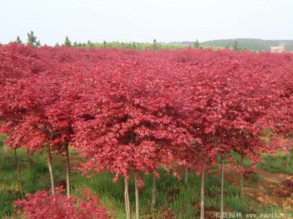 紅楓圖片基地實拍