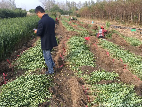 小葉女貞種子發芽出苗圖片