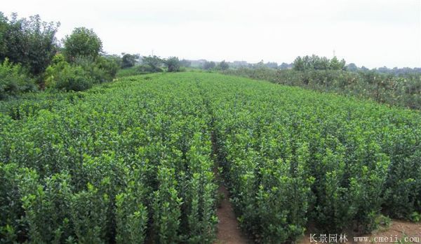 大葉黃楊苗圖片基地實拍