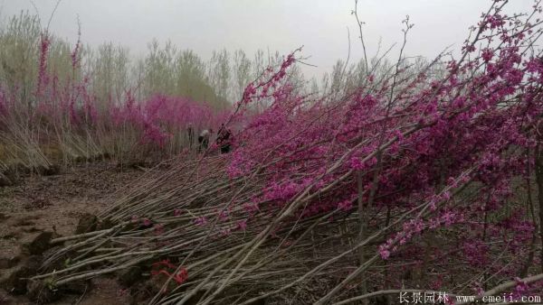 叢生紫荊樹(shù)圖片基地實(shí)拍