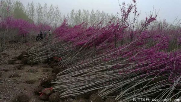 叢生紫荊樹(shù)圖片基地實(shí)拍