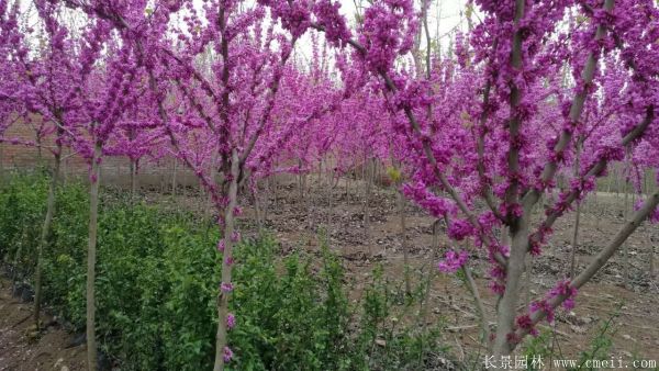 單桿紫荊樹(shù)圖片基地實(shí)拍