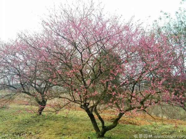 紅梅樹紅梅花圖片基地實拍