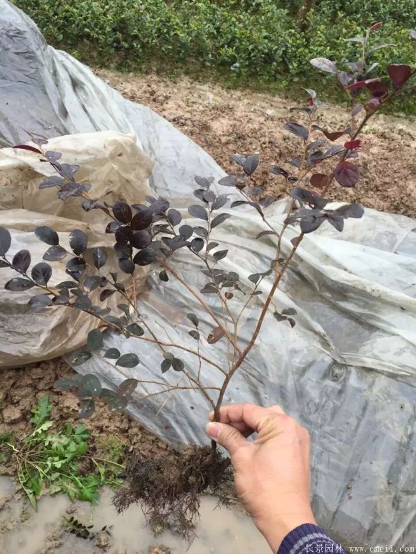 紅花繼木圖片基地實(shí)拍