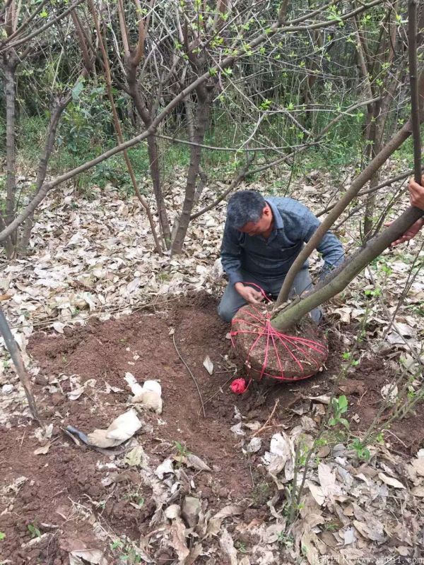 臘梅圖片基地實拍