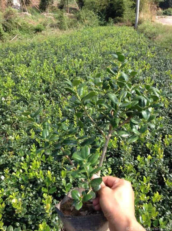 枸骨苗圖片基地實(shí)拍