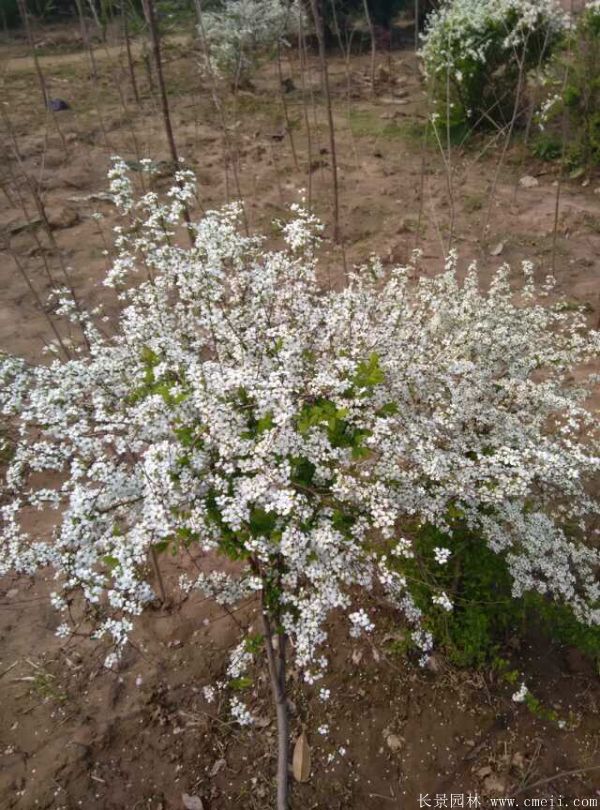 珍珠梅圖片基地實拍