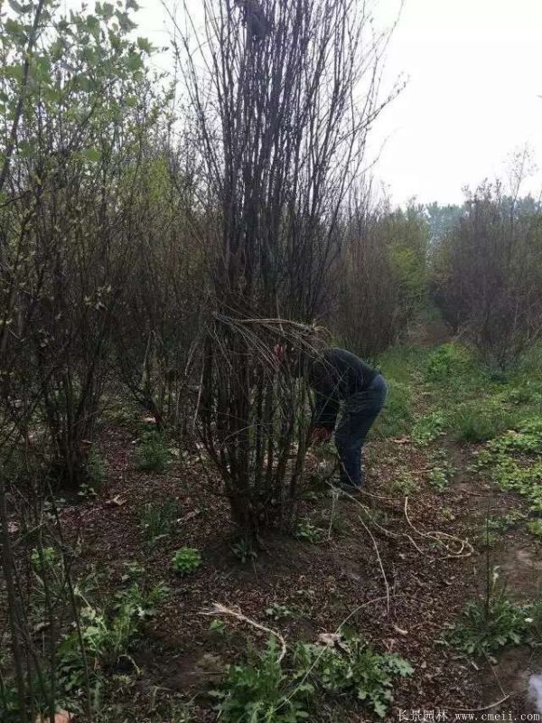 叢生紫薇圖片基地實拍