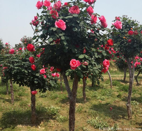 樹狀月季圖片基地實拍