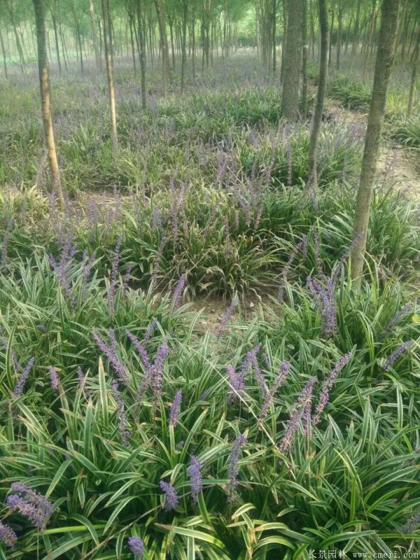 花葉麥冬基地實拍圖片