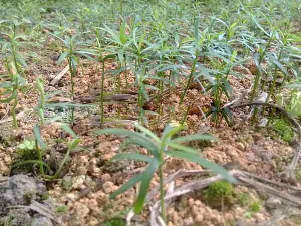 紅豆杉種子發芽圖片