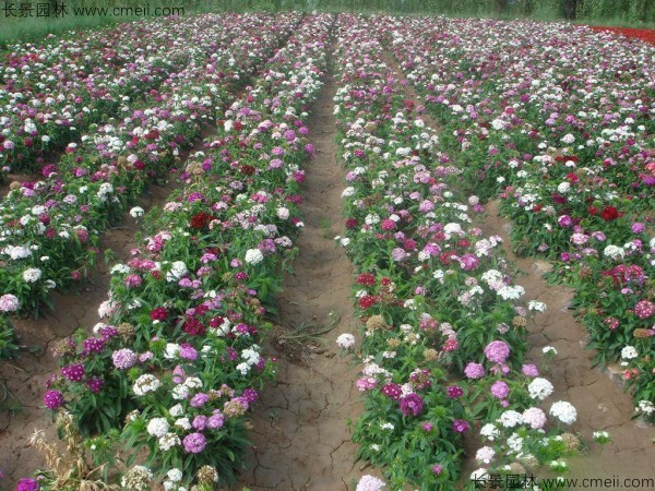 常夏石竹開花圖片