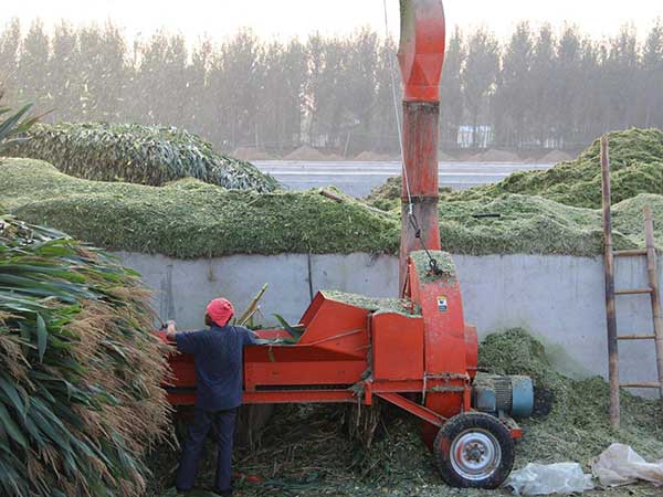 甜高粱畜牧加工圖片