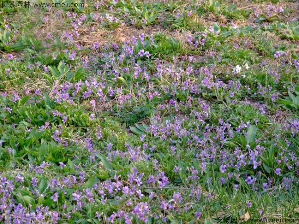 紫花地丁種子發(fā)芽出苗開(kāi)花圖片