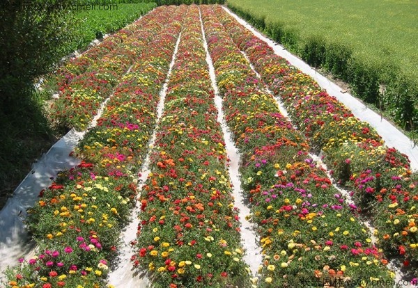 太陽花種子發芽出苗開花圖片