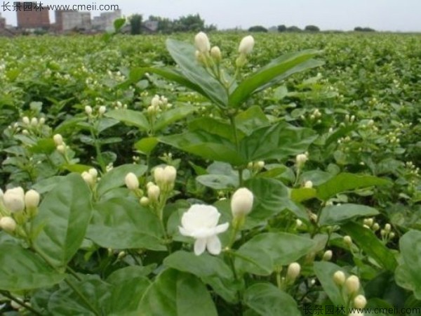 茉莉花種子發芽出苗圖片