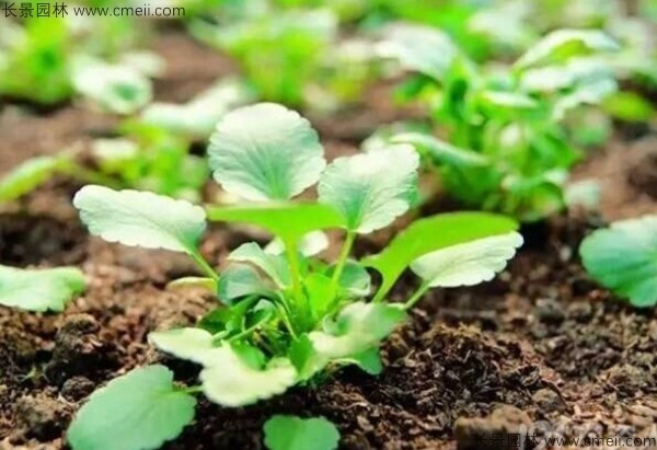 蓖麻種子發芽出苗圖片