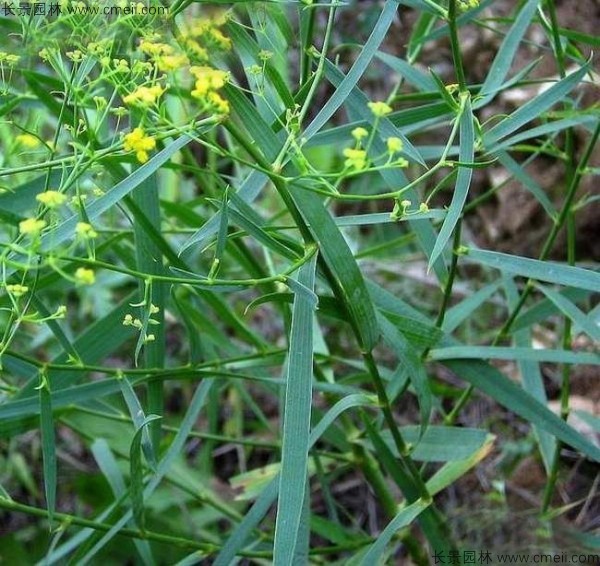 柴胡種子發芽出苗開花圖片