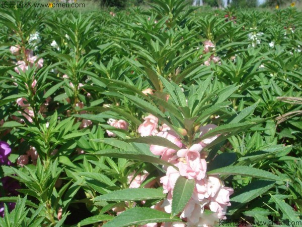 鳳仙花種子發芽出苗開花圖片