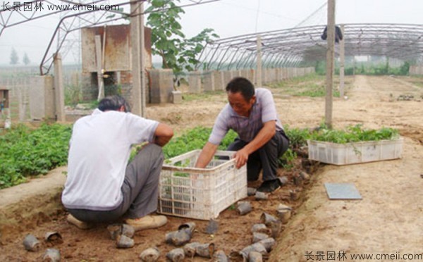 瓜蔞種子發芽出苗基地圖片