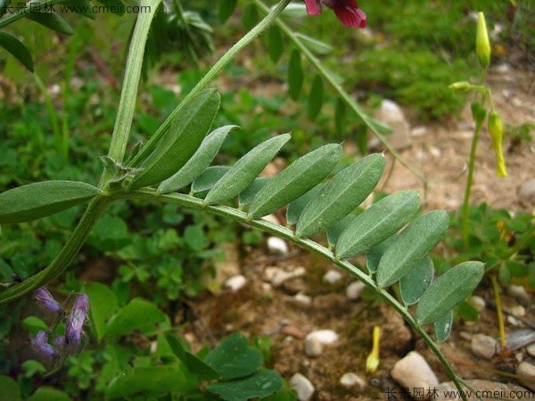 光葉紫花苕種子發芽出苗圖片