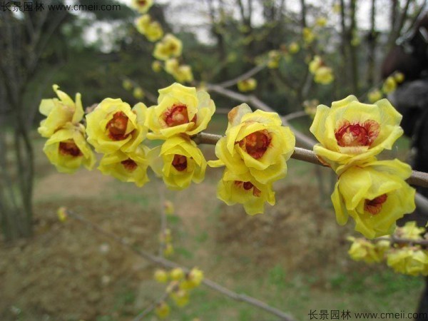 臘梅開花圖片