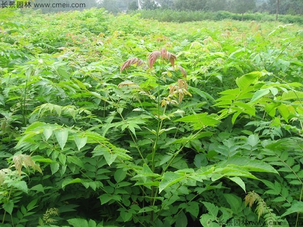 欒樹(shù)種子發(fā)芽出苗圖片