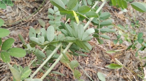 馬棘種子發芽出苗圖片