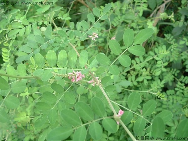 馬棘種子發芽出苗圖片