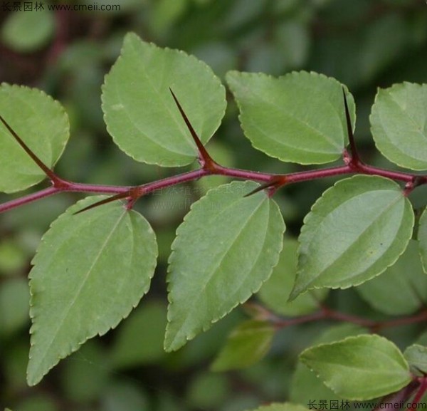 馬甲子種子發芽出苗圖片