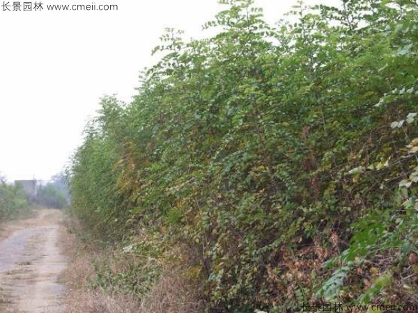 馬甲子種子發芽出苗圖片