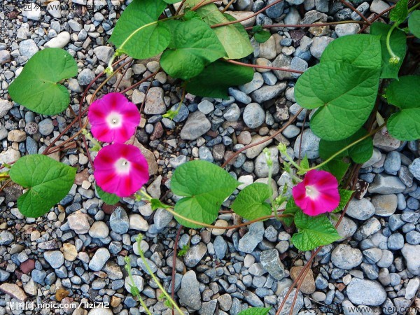 牽牛花種子發芽出苗開花圖片