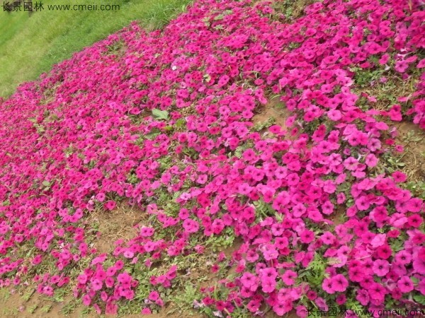 牽?；ǚN子發芽出苗開花圖片