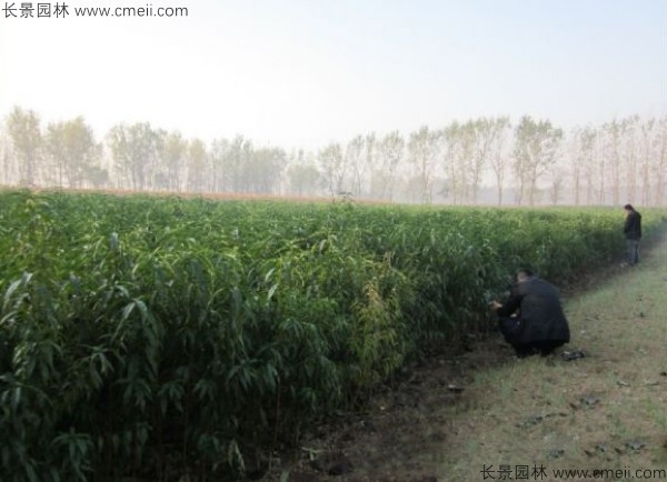 桃樹種子發(fā)芽出苗圖片