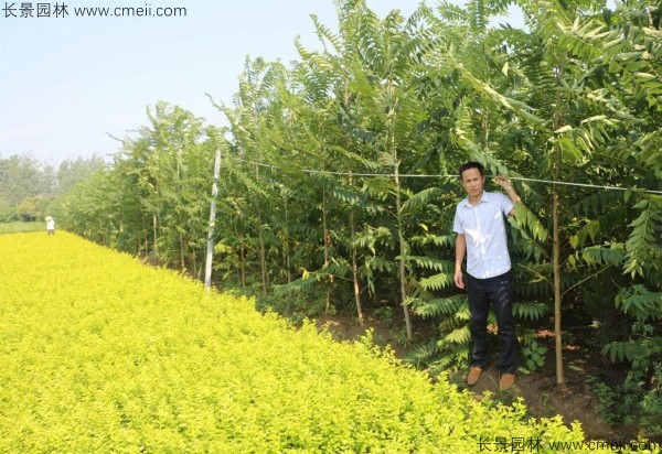 鹽膚木種子發芽出苗圖片