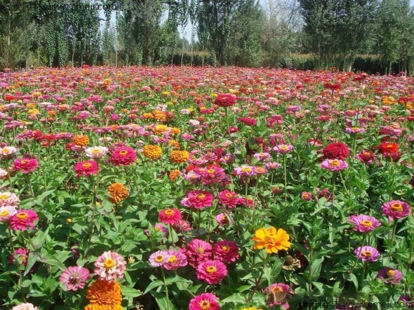 野花組合開花圖片