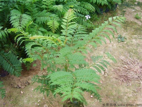 藍花楹種子發芽出苗圖片