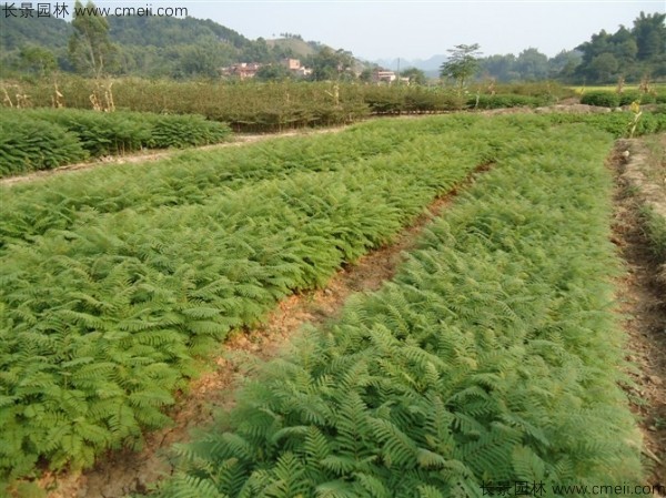 藍花楹種子發芽出苗圖片