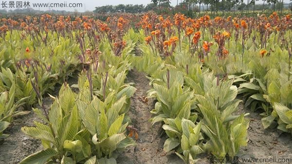 美人蕉種子發芽出苗開花圖片