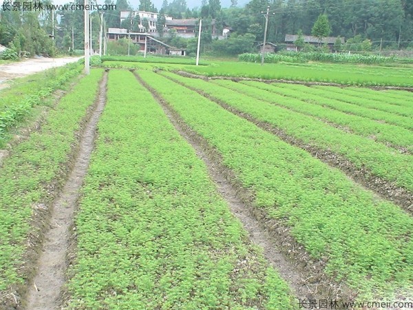 水杉種子發芽出苗圖片