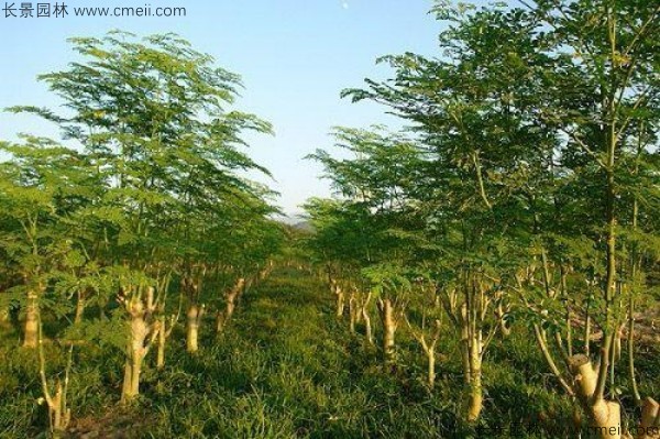 辣木樹種子發芽出苗圖片