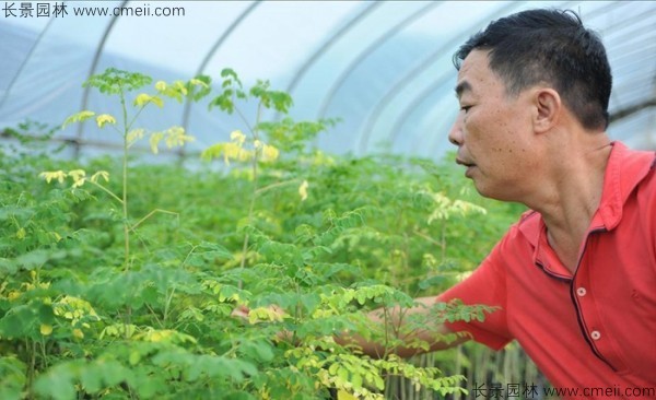 辣木樹種子發芽出苗圖片