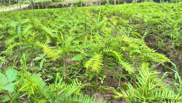 榧子種子發芽出苗圖片